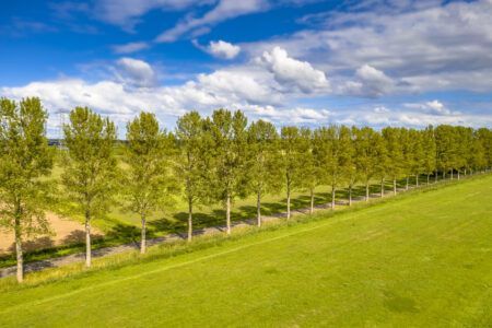 Landscaping to Conserve Energy and Save Money Image